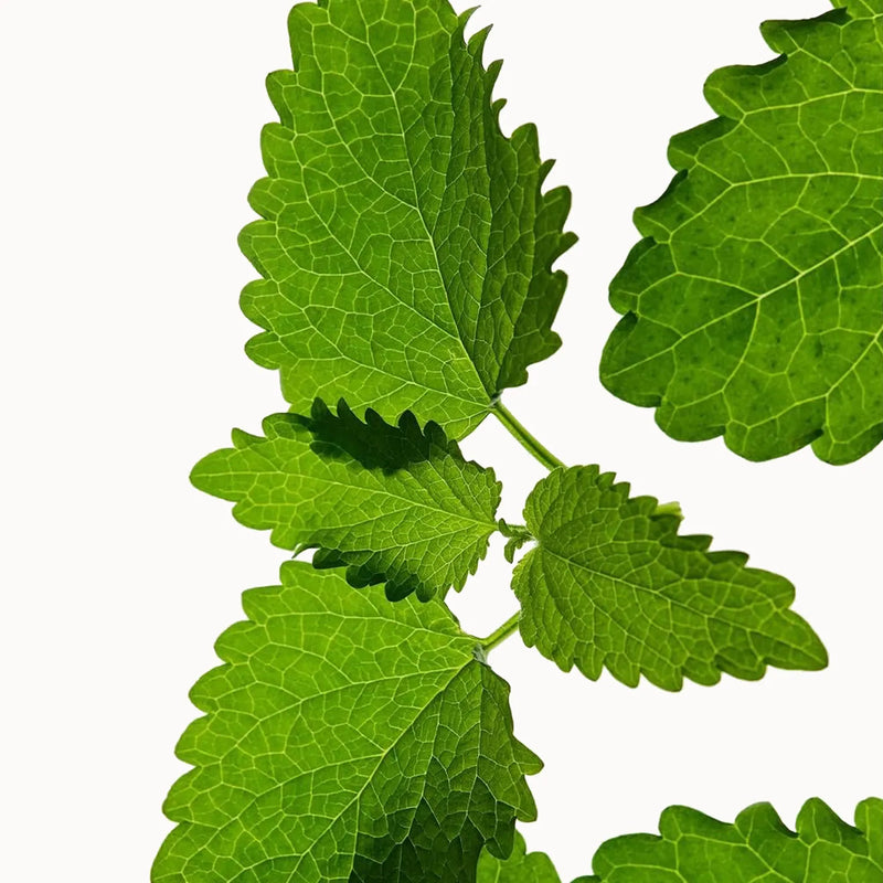 White Mulberry Leaf