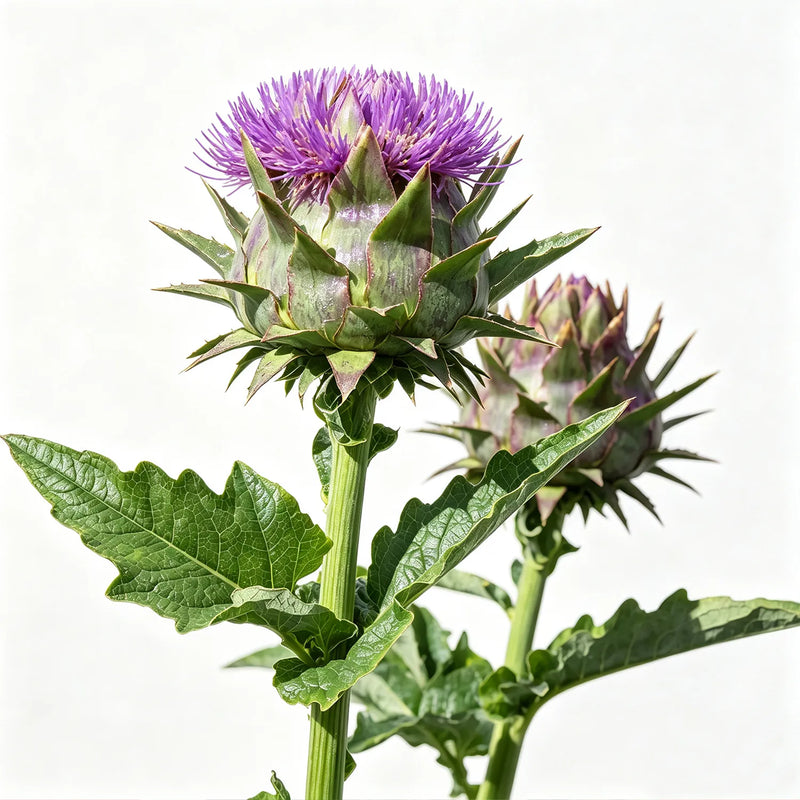 Milk Thistle