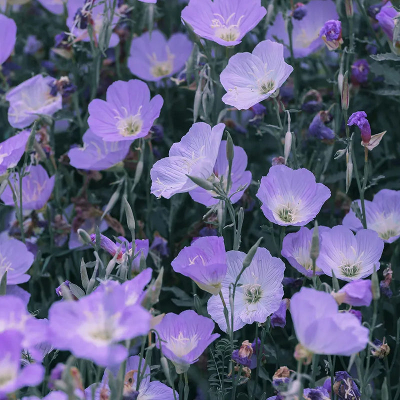 Evening Primrose Extract