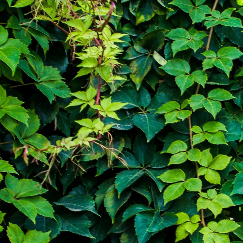 Ivy Leaf Extract