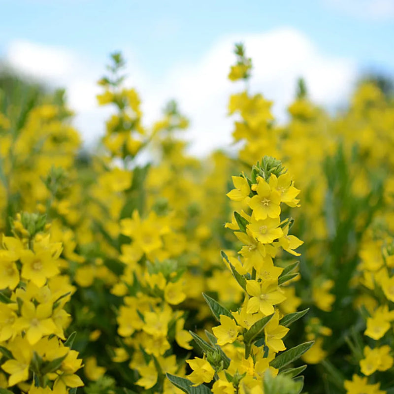Mullein Extract